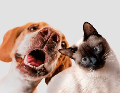 Perro y gato protegidos por Armony Pet+